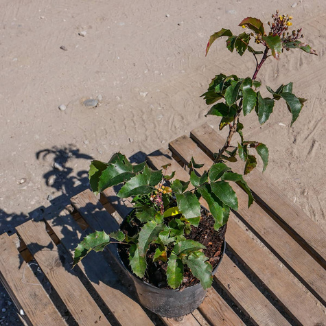 Mahonia pospolita (C2)