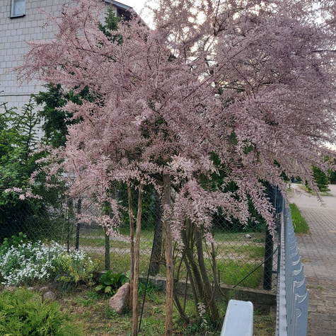 Tamaryszek czteropręcikowy (C2)