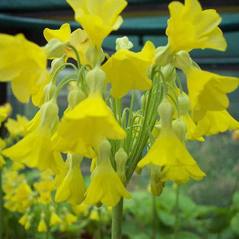 Pierwiosnek kwiecisty (P9)