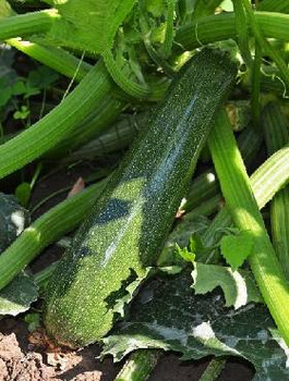 BIO Cukinia Black Beauty 2g