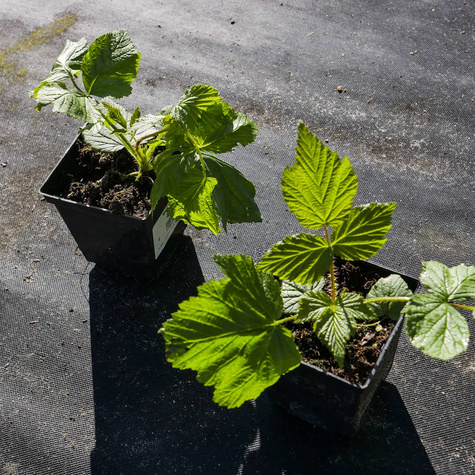 Malina powtarzająca owocowanie Polka (C2)