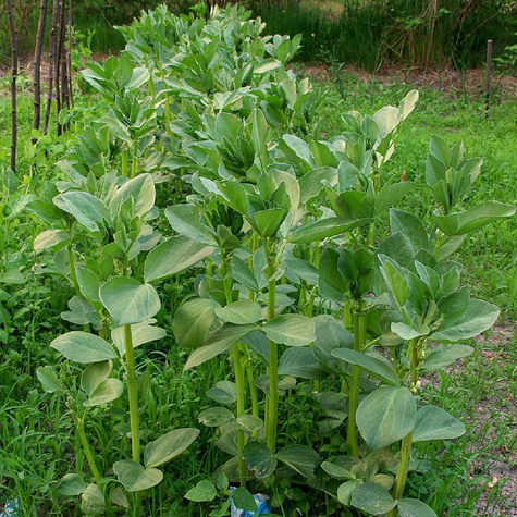 Bób Superaguadulce 40g wczesny