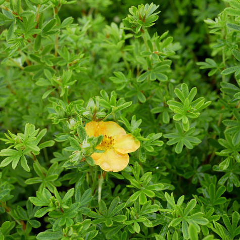 Pięciornik krzewiasty 'Sunset' (C2)