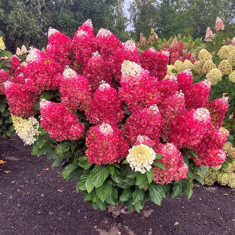 Hortensja bukietowa Living Red Velvet (C2)