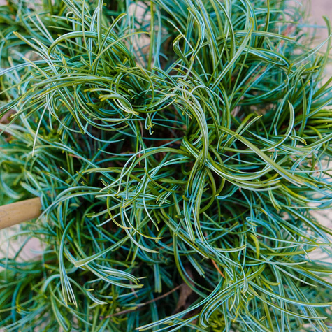 Sosna wejmutka Green Twist szczepiona Pa40