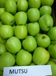 Jabłoń Mutsu Zielone Jabłko w doniczce