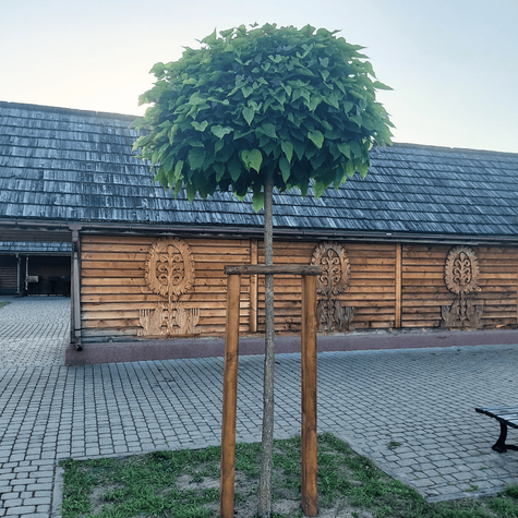 Katalpa Szczepiona Na Pniu Surmia Bignoniowa Nana