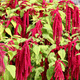 Chiński Szpinak Amaranthus Tricolor 5g