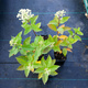 Hortensja bukietowa Little Lime Mała Limonka (P9)