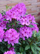 Rododendron Annah Kruschke (C2)
