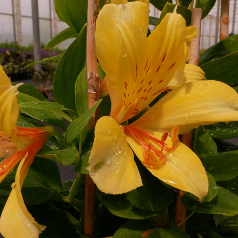 Alstremeria ogrodowa Spring Valley Ingwersen