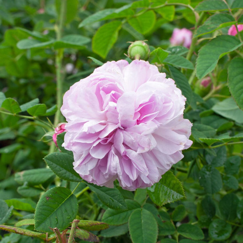 Róża demasceńska pachnąca Blush Damask pojemnik