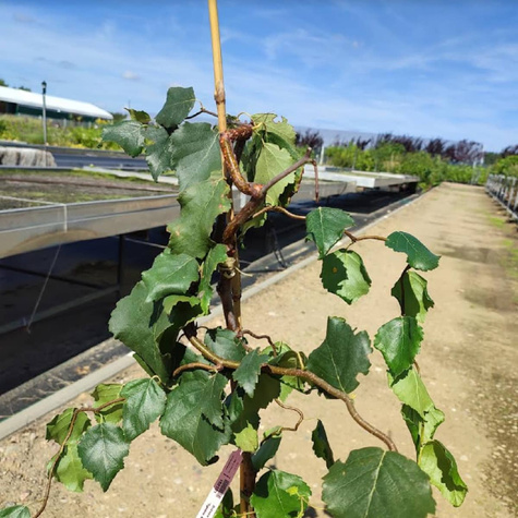 Brzoza brodawkowata 'Spidre Alley' Pa120