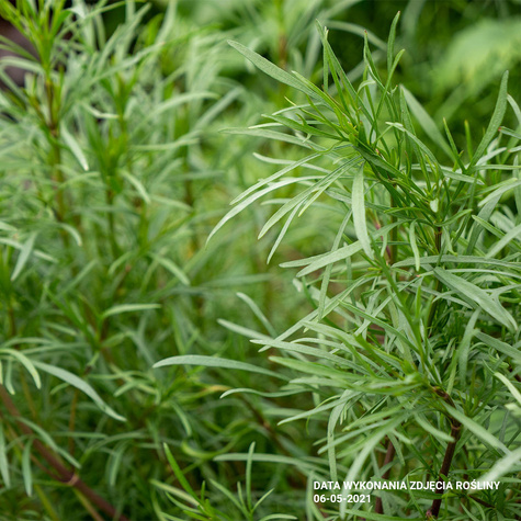 Nachyłek wielkokwiatowy Early Sunrise Yellow Double (C2)