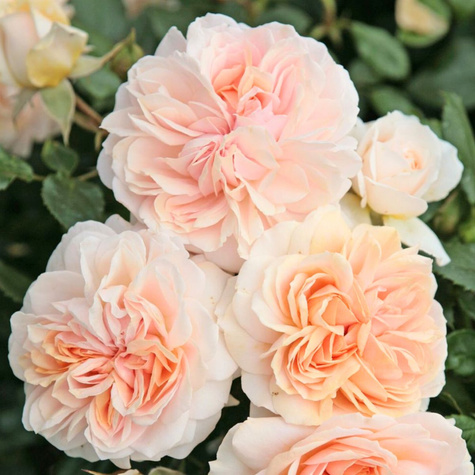 Róża rabatowa Garden of Roses balot