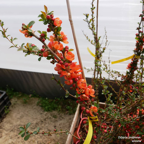 Pigwowiec japoński Sargentii (P9)