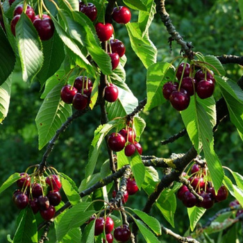 Wiśnia Kelleris 16 Plant Pack 