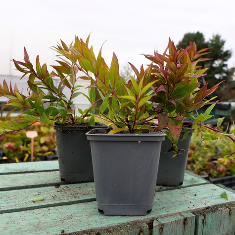 Żylistek mieszańcowy Nikko (P9)