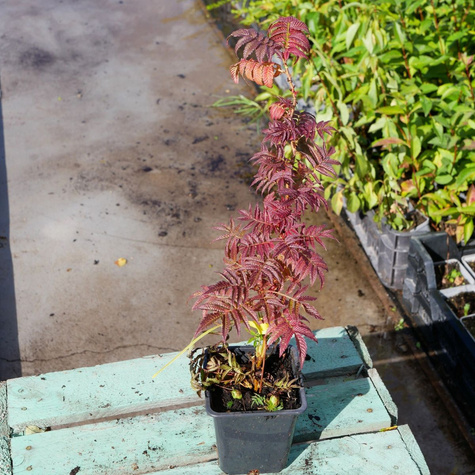 Tawlina jarzębolistna SEM Miododajna (P9)