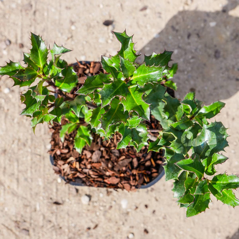 Ostrokrzew Blue Angel żeński (C2)