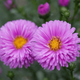 Aster krzaczasty Peter Harrison różowy niski