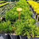Żywotnik zachodni Tuja Thuja Tiny Tim (C2)