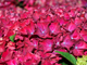 Hortensja ogrodowa Red Beauty 