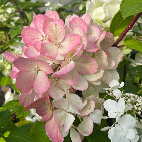 Hortensja bukietowa Bombshell (C2)