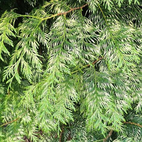 Thuja Tuja Żywotnik olbrzymi Zebrina (C2)