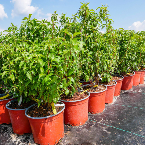 Tawuła śliwolistna Goldfire pełne kwiaty (C2)