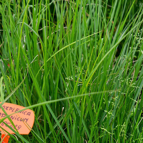 Rozplenica japońska Piórkówka Japonicum (C2)