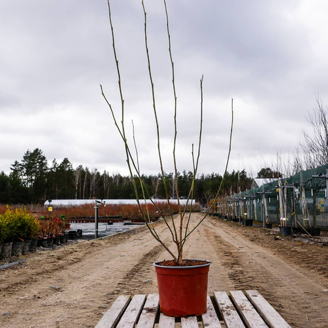 Magnolia purpurowa Nigra (C2)