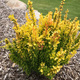Berberys thunberga Golden Rod (P9)