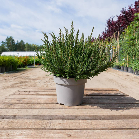 Wrzos pospolity czerwony pączkowy