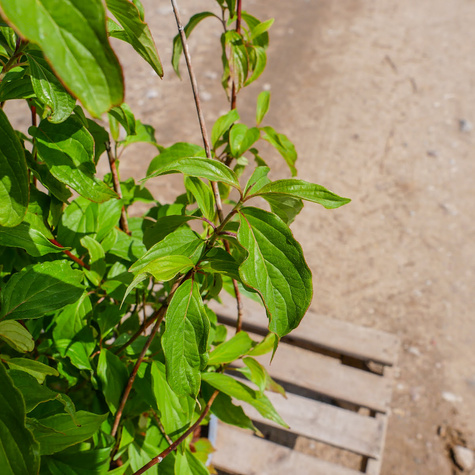 Tawuła śliwolistna Goldfire pełne kwiaty (C2)