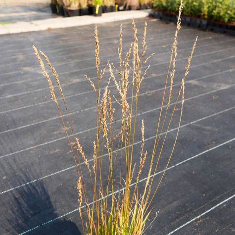 Trzęślica modra Heidezwerg