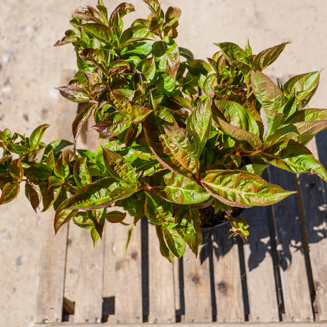 Krzewuszka cudowna Wings of fire (C2)