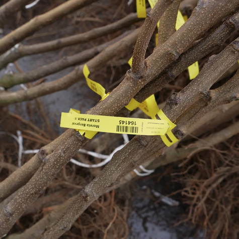 Morela Bergeval Plant Pack