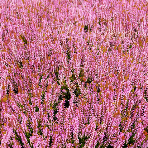 Wrzos pospolity Melissa różowy pączkowy