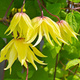 Powojnik Clematis Golden Dream (C2)