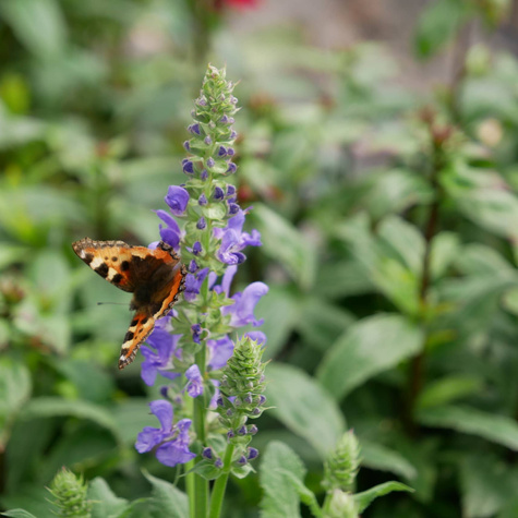 Lobelia okazała Starship Blue (C2)
