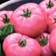 Pomidor gruntowy wysoki - typ malinowy Malinowy Ożarowski 0,5g