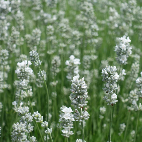 Lawenda wąskolistna White Summer (C2)