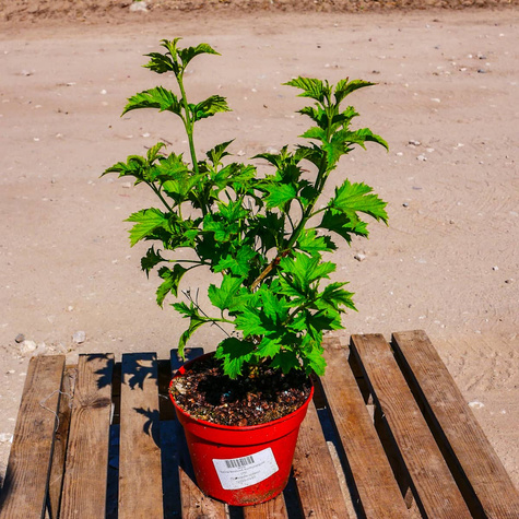 Kalina koralowa Xanthocarpum (C2)