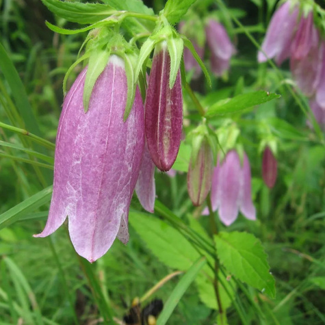 Dzwonek kropkowany Rubrifolia (C2)