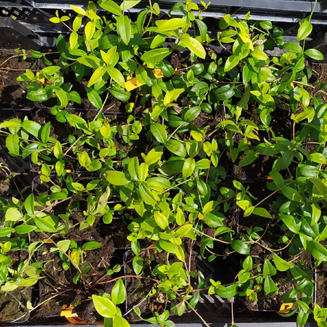 Barwinek pospolity Multiplex (C2)