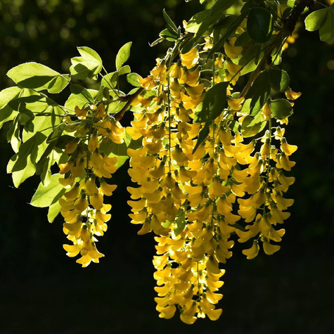 Karagana syberyjska Pendula szczepiona na pniu