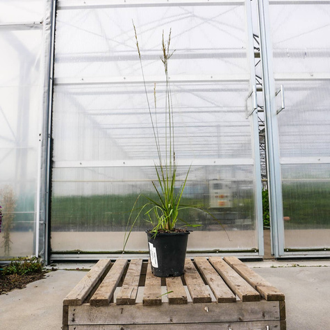 Trzęślica modra Dauerstrahl