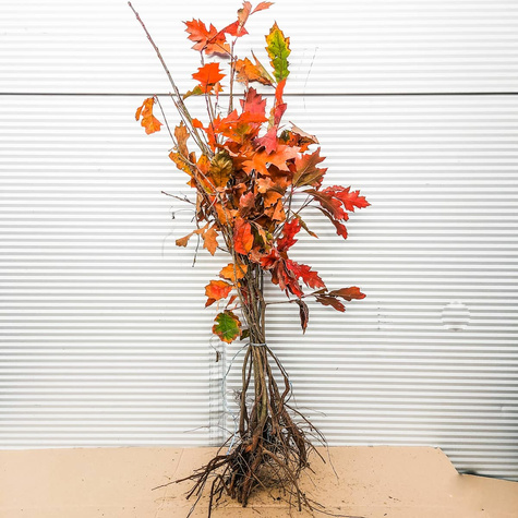 Dąb czerwony Plant Pack