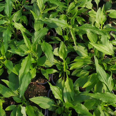 Jeżówka purpurowa Pappalo Semi Double White